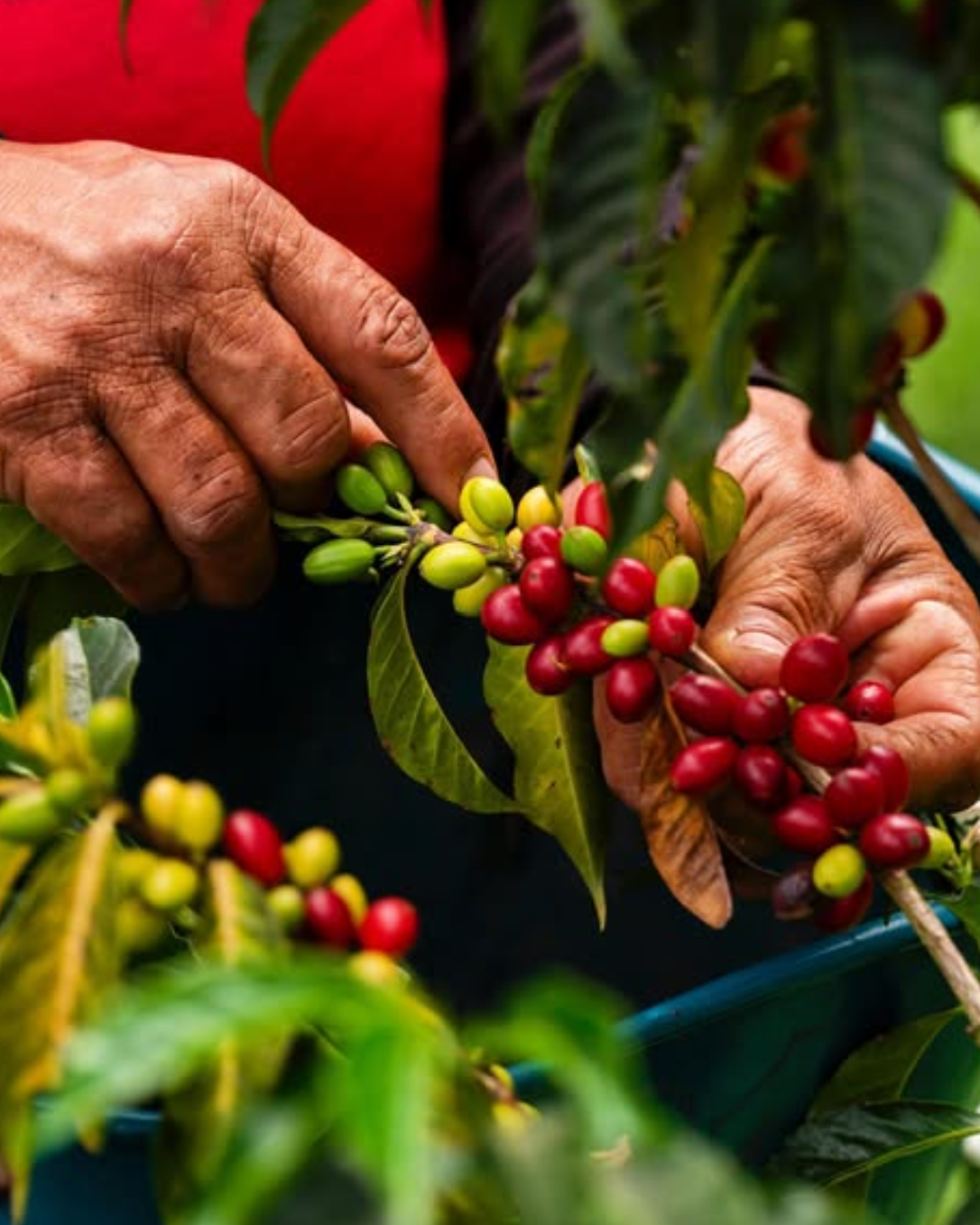 LYCHEE POP: Colombia Co-Ferment Washed