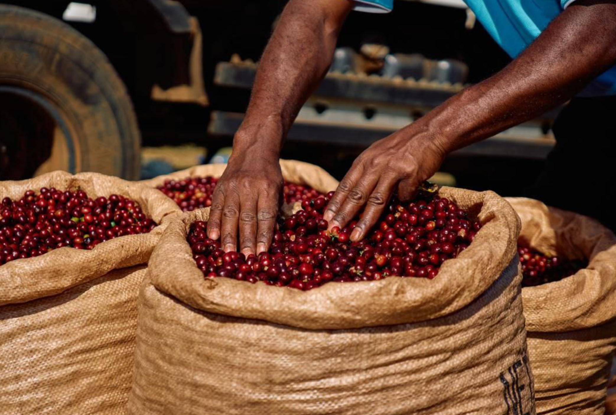 BLOOM: Ethiopia Yirgacheffe Washed