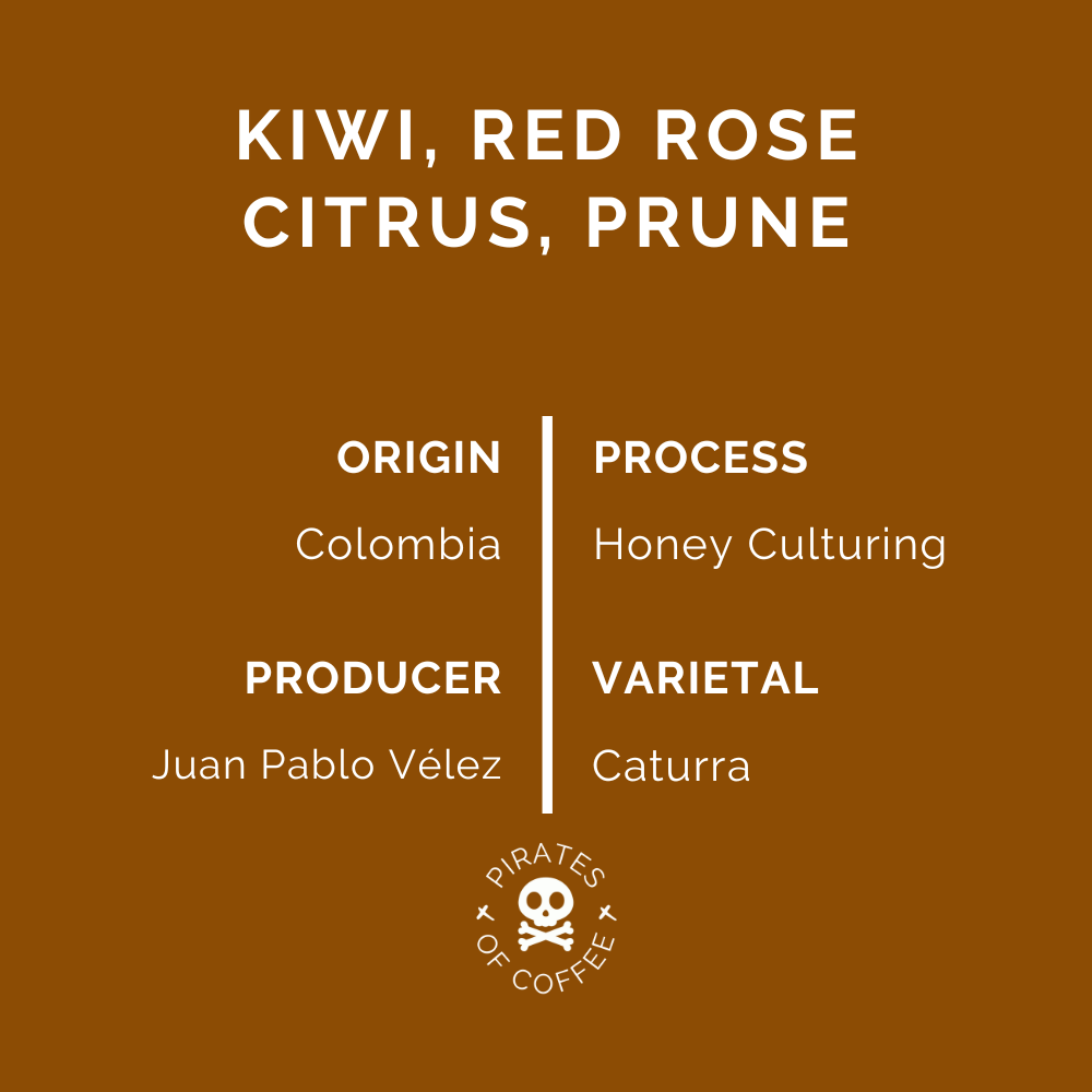 KIWI: Colombia Honey Culturing