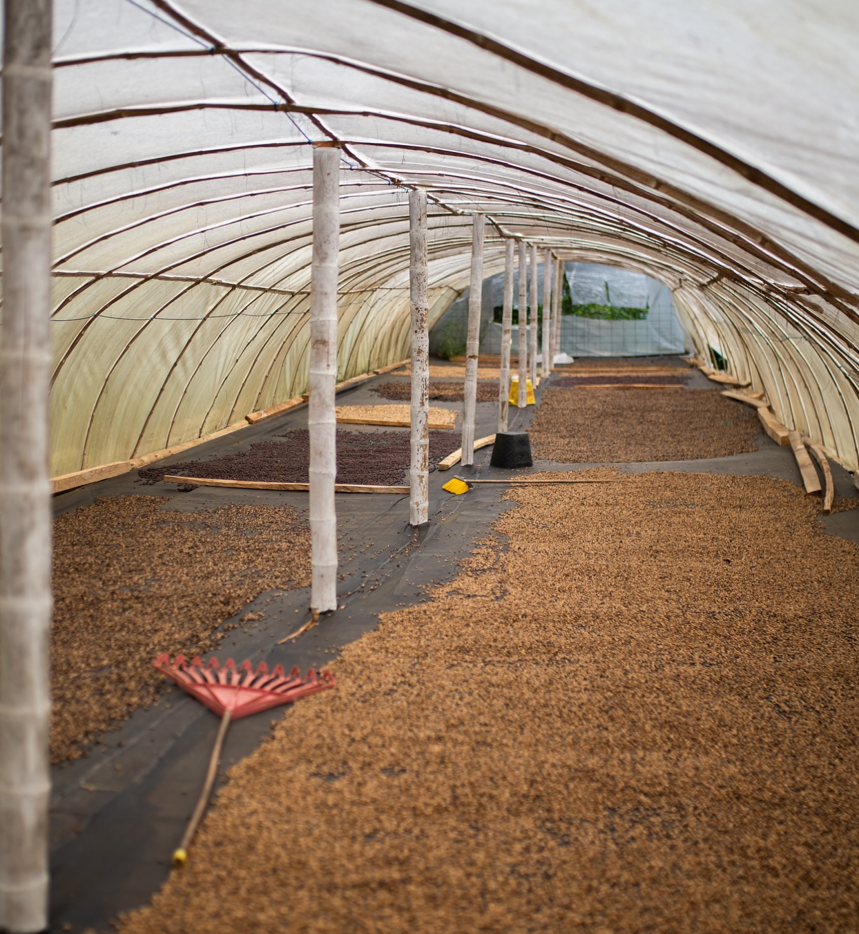 ELIXIR ESPRESSO: Colombia Honey Culturing