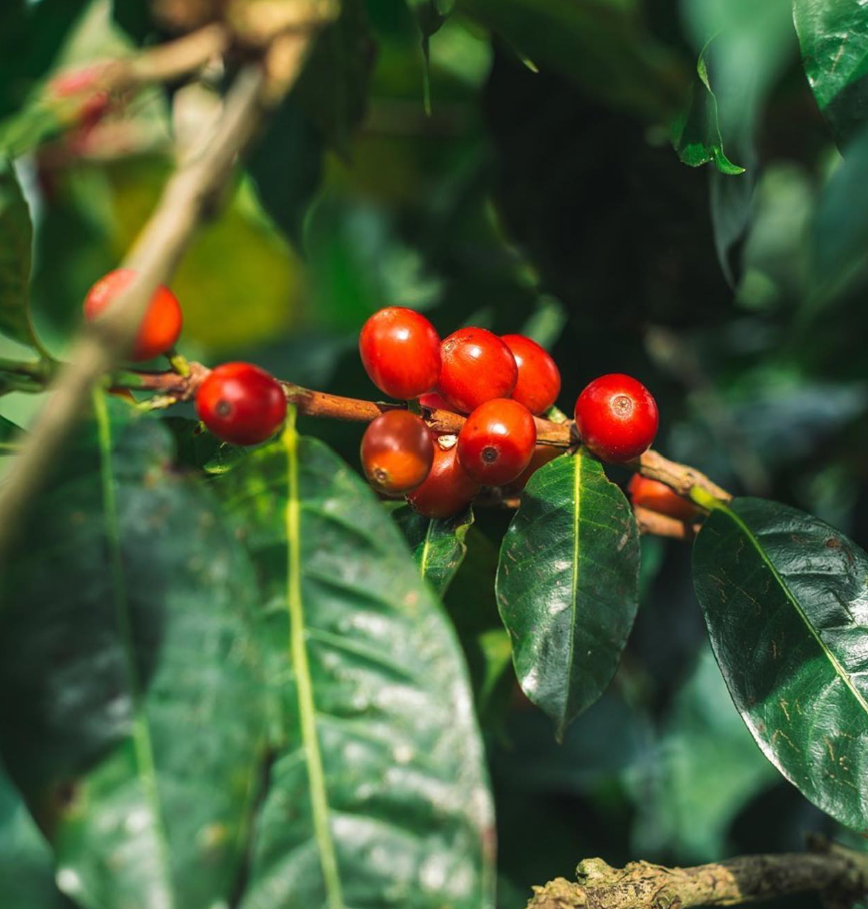 LERIDA GEISHA LOT #5: Panama Washed