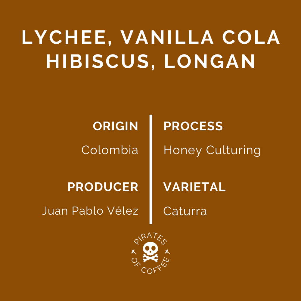 LYCHEE POP: Colombia Honey Culturing – Pirates of Coffee