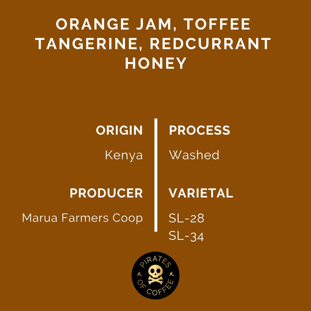 ORANGE MAMBA: Kenya AA Washed