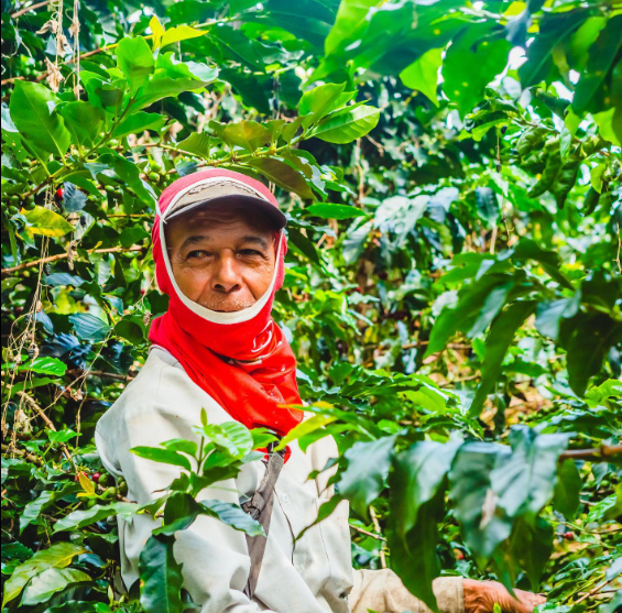 LYCHEE POP: Colombia Honey Culturing