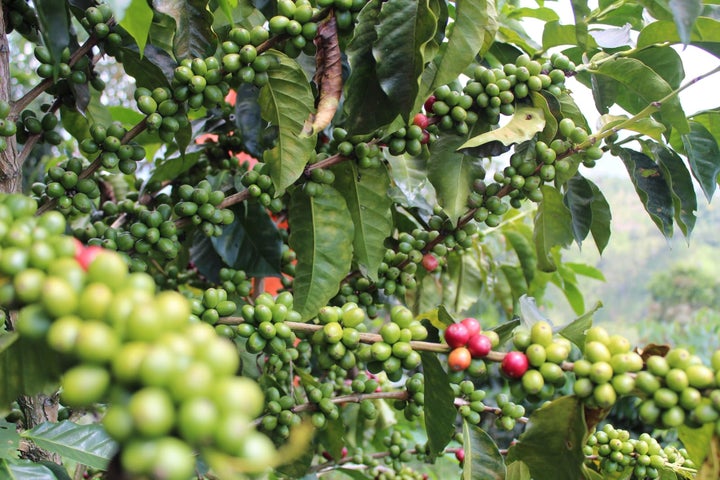 BUBBLE GUM: Colombia Anaerobic Natural (35KG GREEN COFFEE)