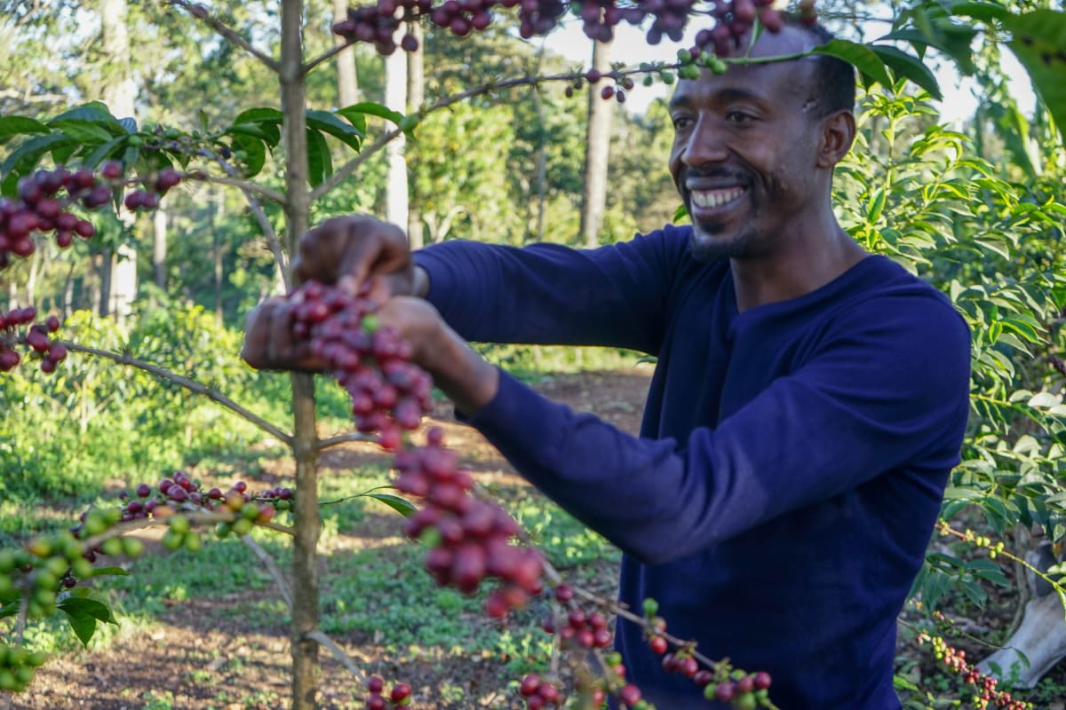 FXZZY PEACH: Ethiopia Kayon Mountain Washed