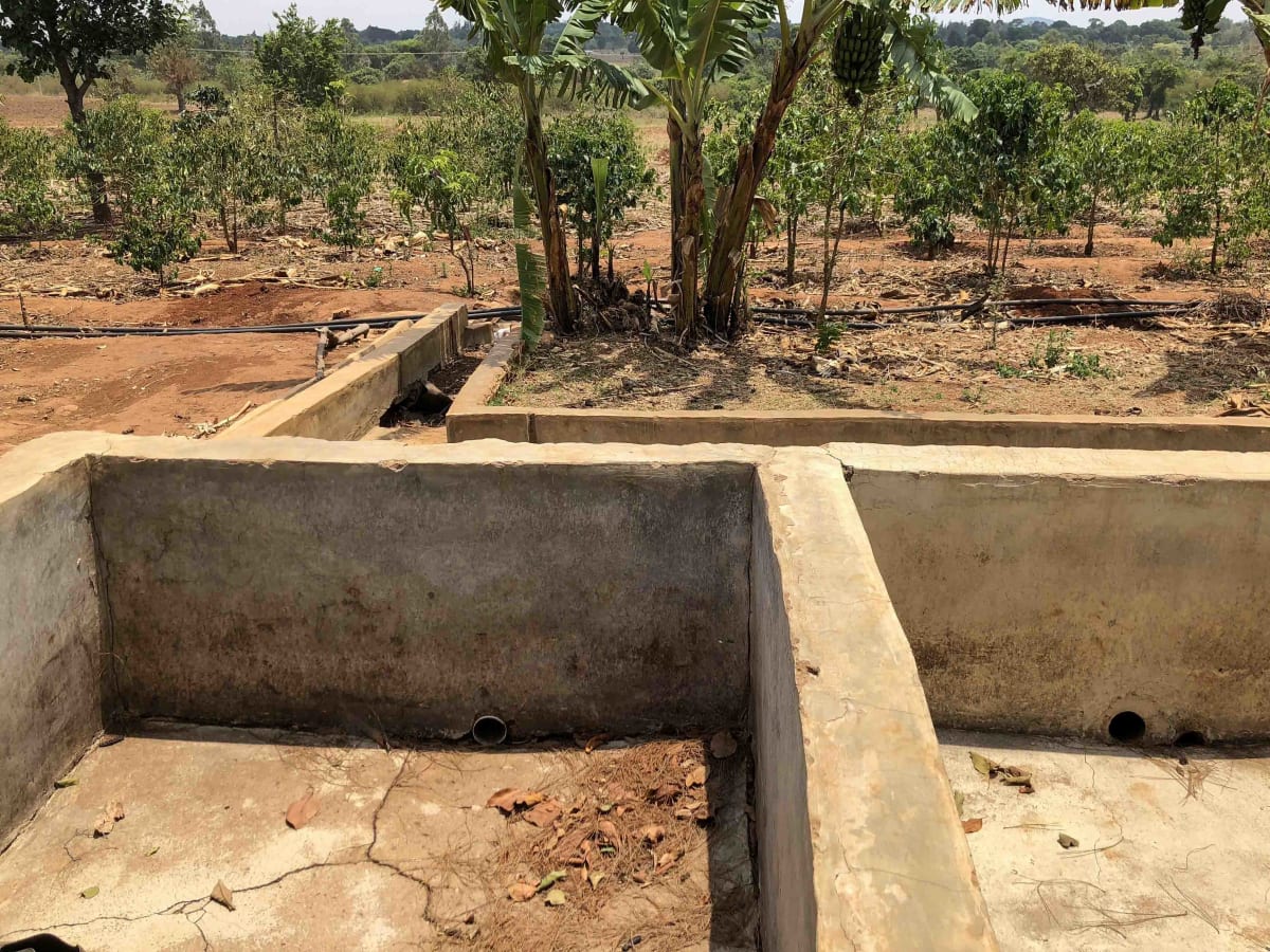 MASAI: Tanzania Peaberry Washed