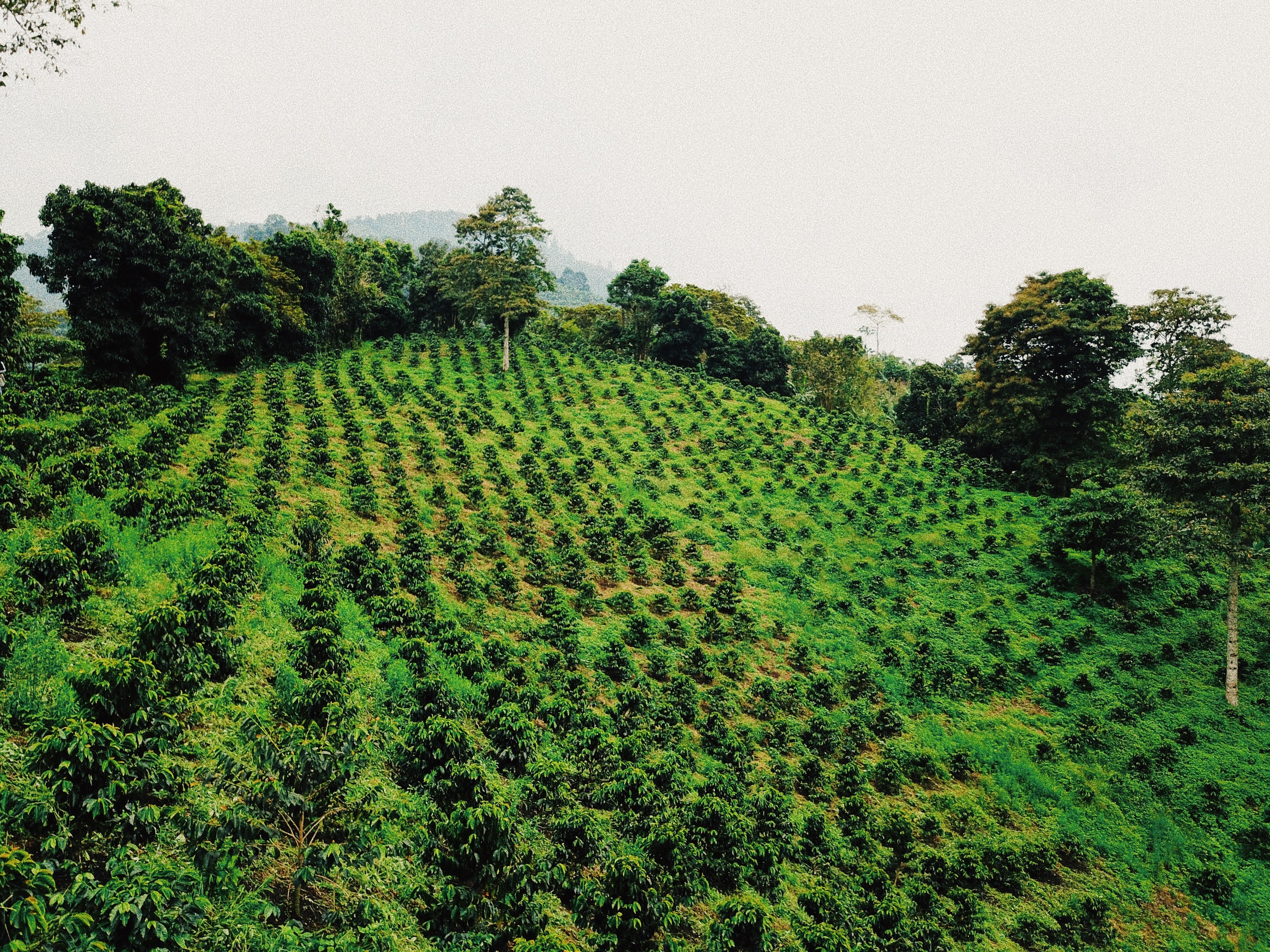 HADŌKEN: Colombia Anaerobic Honey