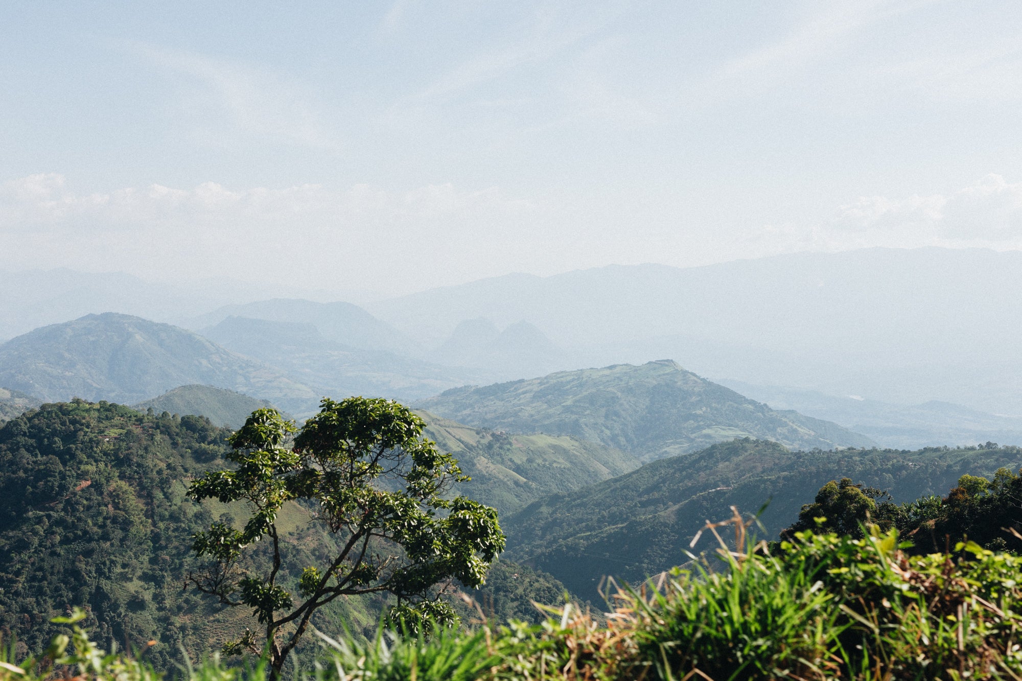 BUBBLY: Colombia Anaerobic Natural