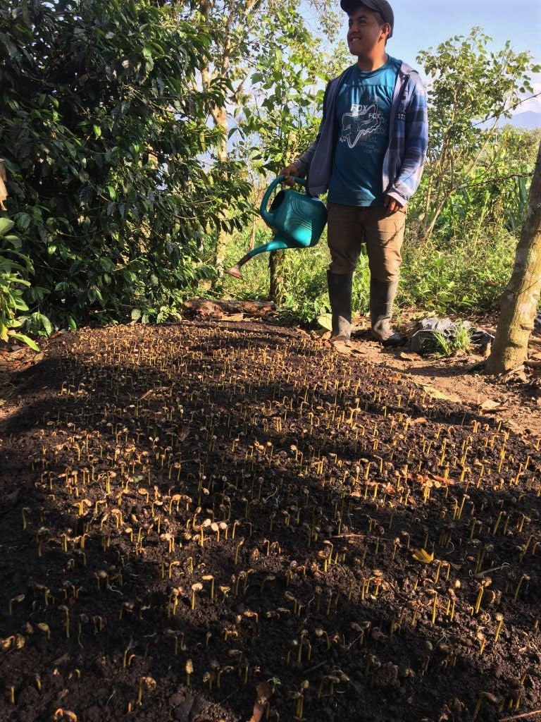 APRICOT CRUSH: Ecuador Anaerobic