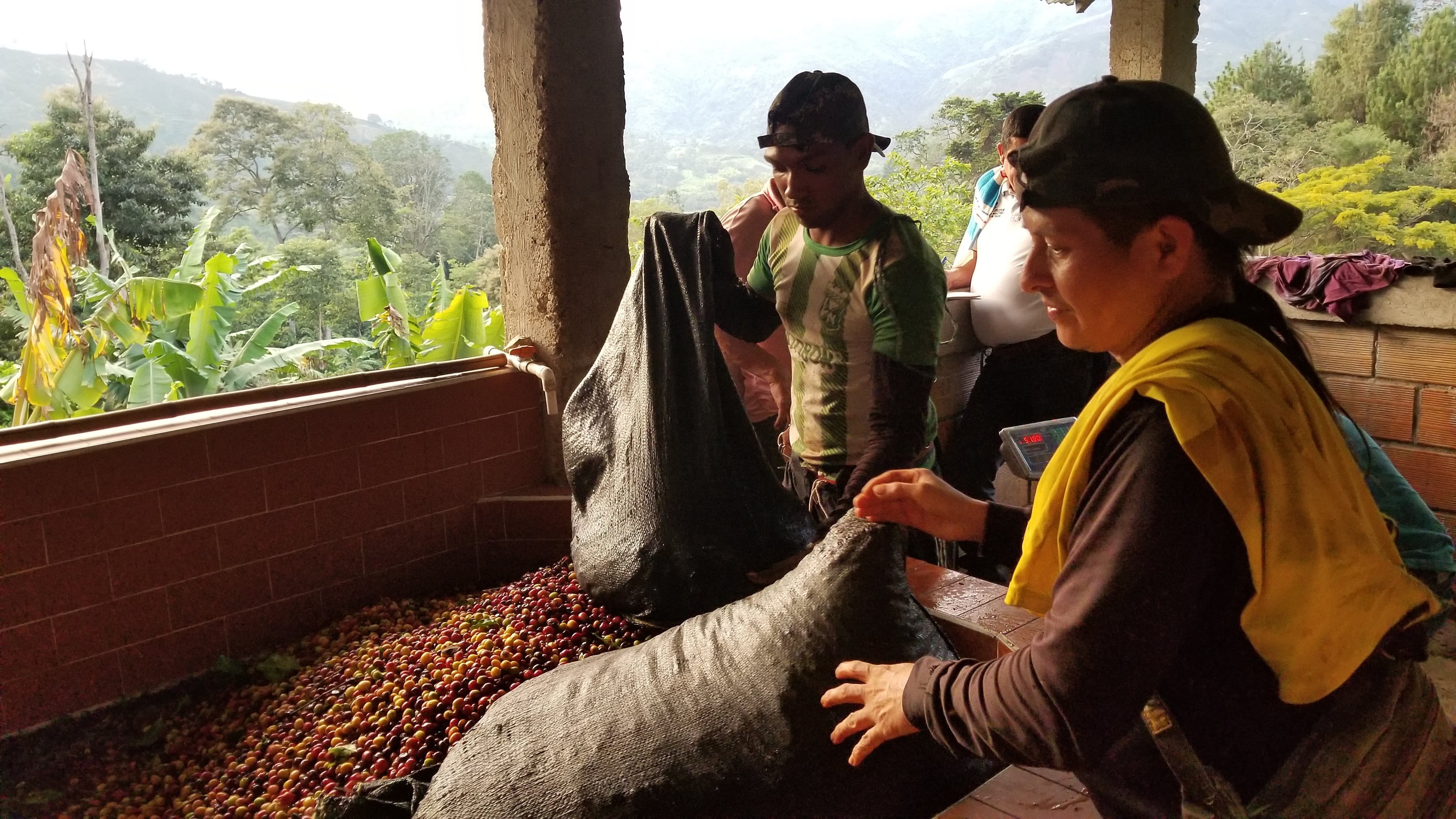 BROWNIE DECAF: Colombia Huila
