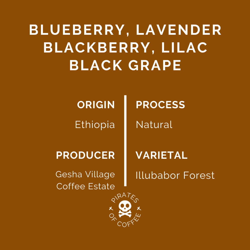 PURPLE HAZE: Ethiopia Gesha Village Lot 22/043