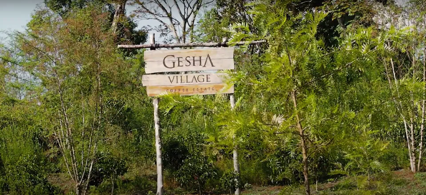 PURPLE HAZE: Ethiopia Gesha Village Lot 22/043
