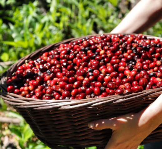 GN-25 GEISHA: Panama Abu Coffee Anaerobic Natural