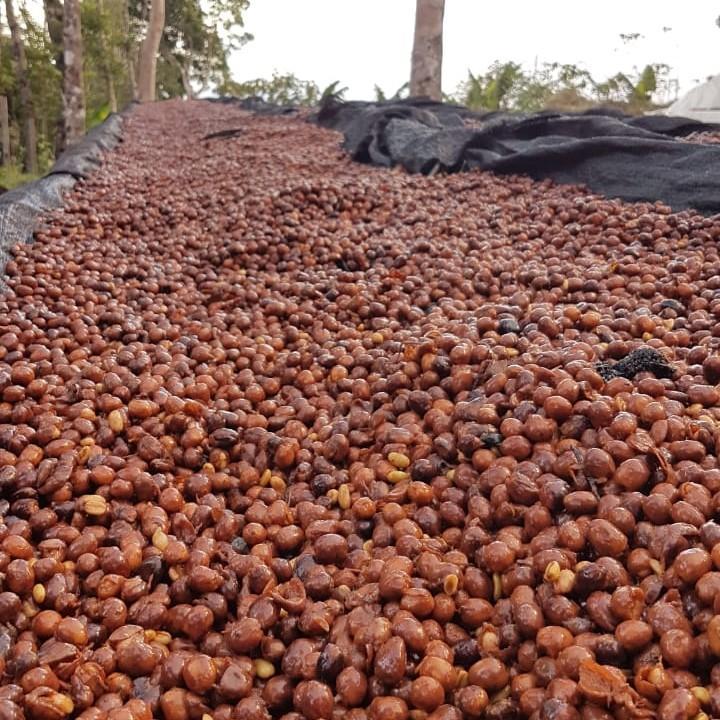 GN-25 GEISHA: Panama Abu Coffee Anaerobic Natural