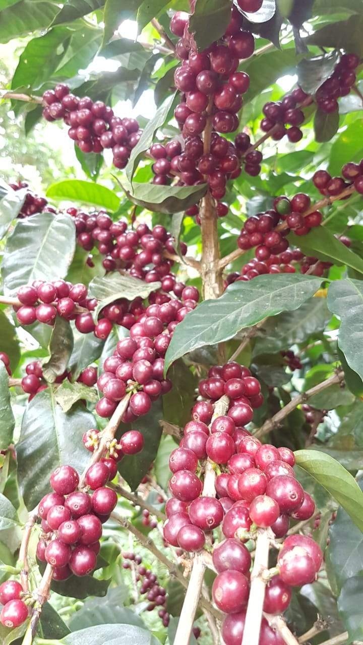 TN-5A: Panama Abu Coffee Catuai
