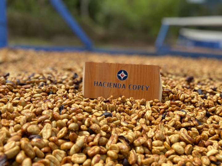 TAKARA GESHA: Costa Rica Anaerobic Honey