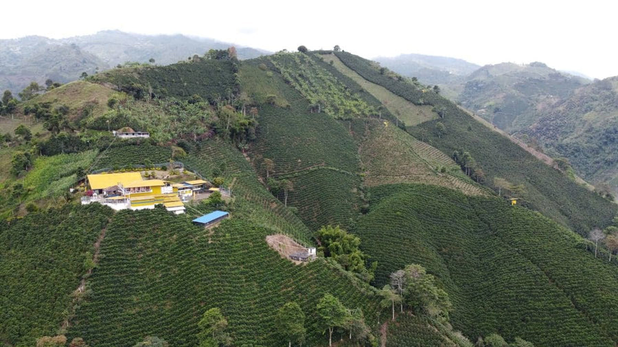 BUBBLE GUM: Colombia Anaerobic 2022