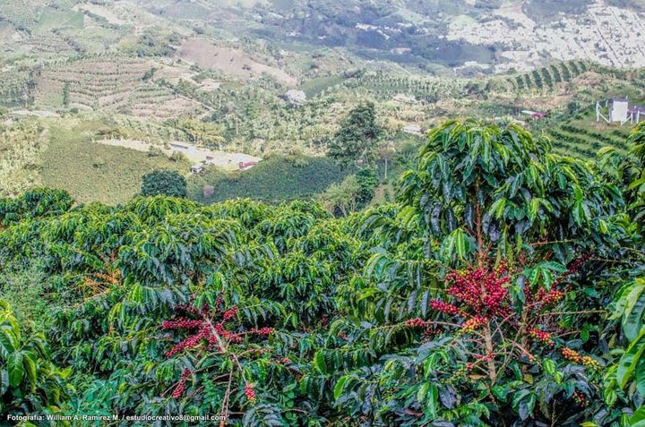 BUBBLE GUM: Colombia Anaerobic 2022