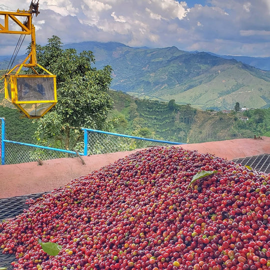 BUBBLE GUM: Colombia Anaerobic 2022