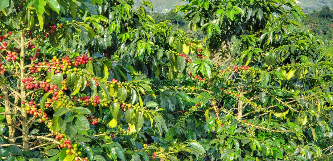 BUBBLE GUM: Colombia Anaerobic 2022