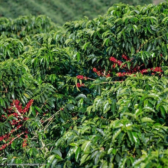 BIO: Colombia Bioreactor Anaerobic