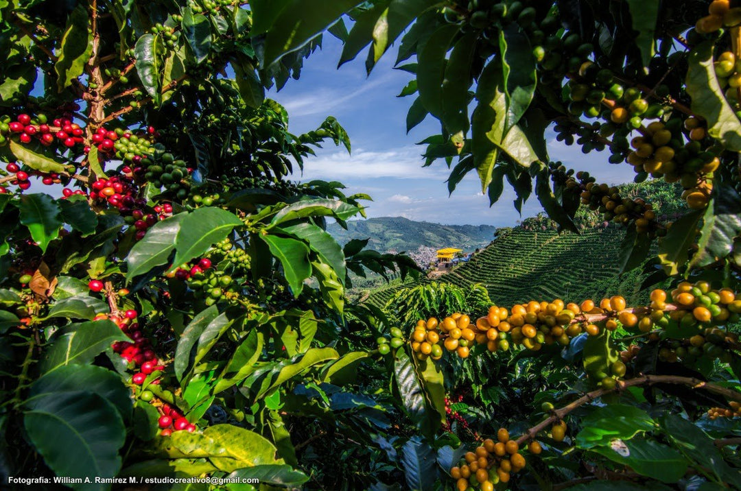 BIO: Colombia Bioreactor Anaerobic