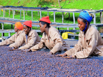 GASHARU: Rwanda Natural