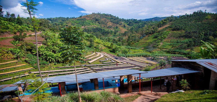 GASHARU: Rwanda Natural