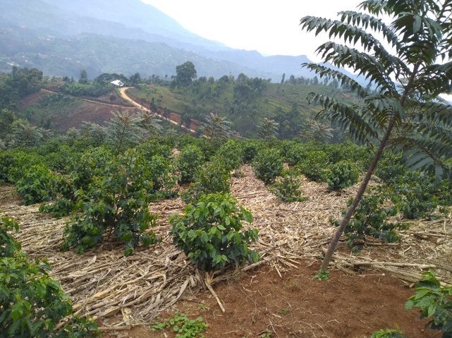 GASHARU: Rwanda Natural