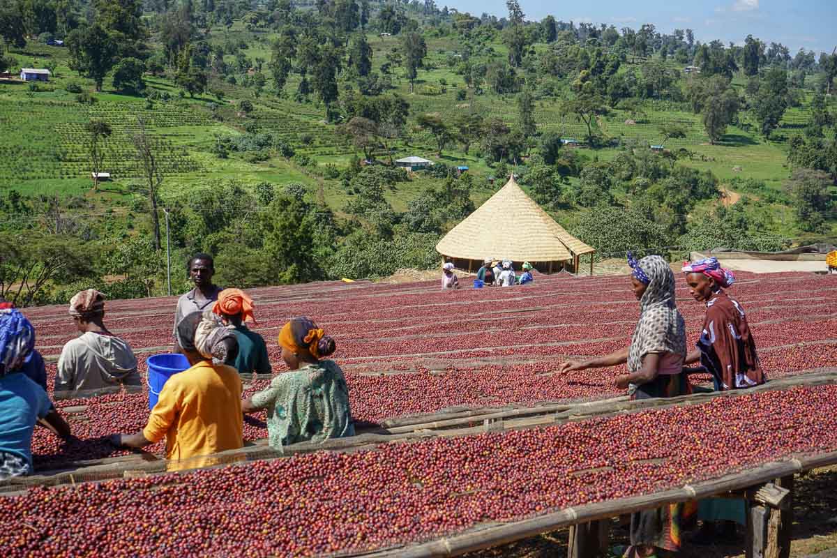 FXZZY PEACH: Ethiopia Kayon Mountain Washed