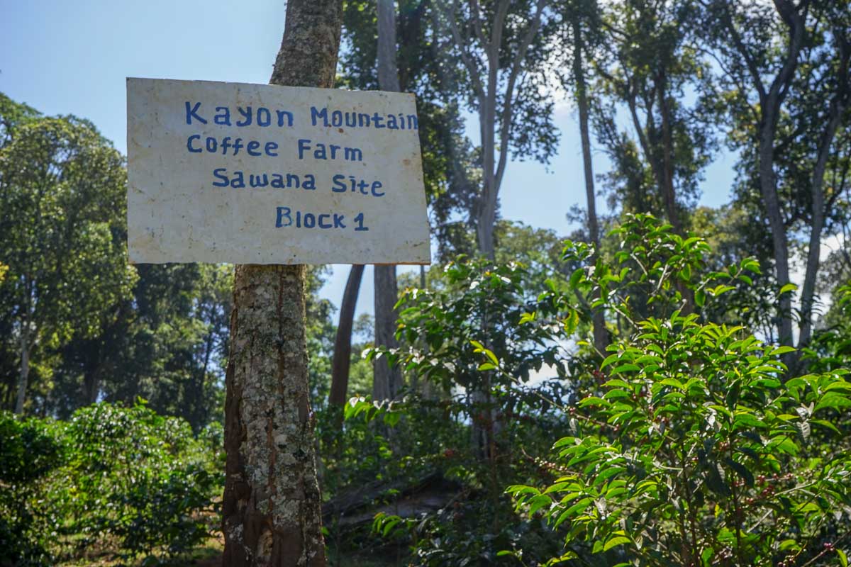 FXZZY PEACH: Ethiopia Kayon Mountain Washed