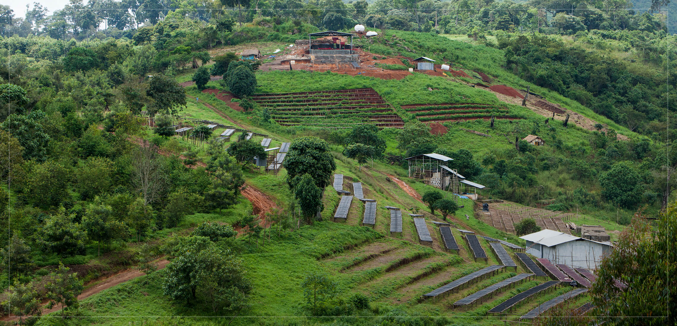 PURPLE HAZE: Ethiopia Gesha Village Lot 22/043